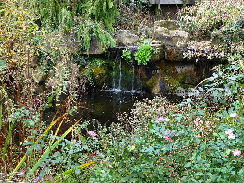 杂草丛生的花园池塘/石头瀑布，粉红色的狗玫瑰，杂草